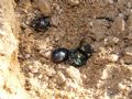 Sericotrupes niger